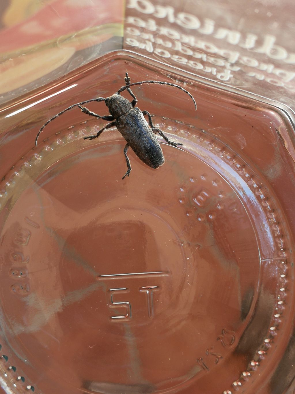 Cerambycidae: Niphona picticornis