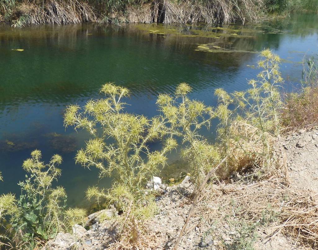 Da Rodi: Cirsium creticum subsp.triunfetti  da confermare