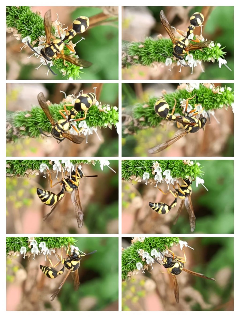 Vespidae Eumeninae: Eumenes sp.