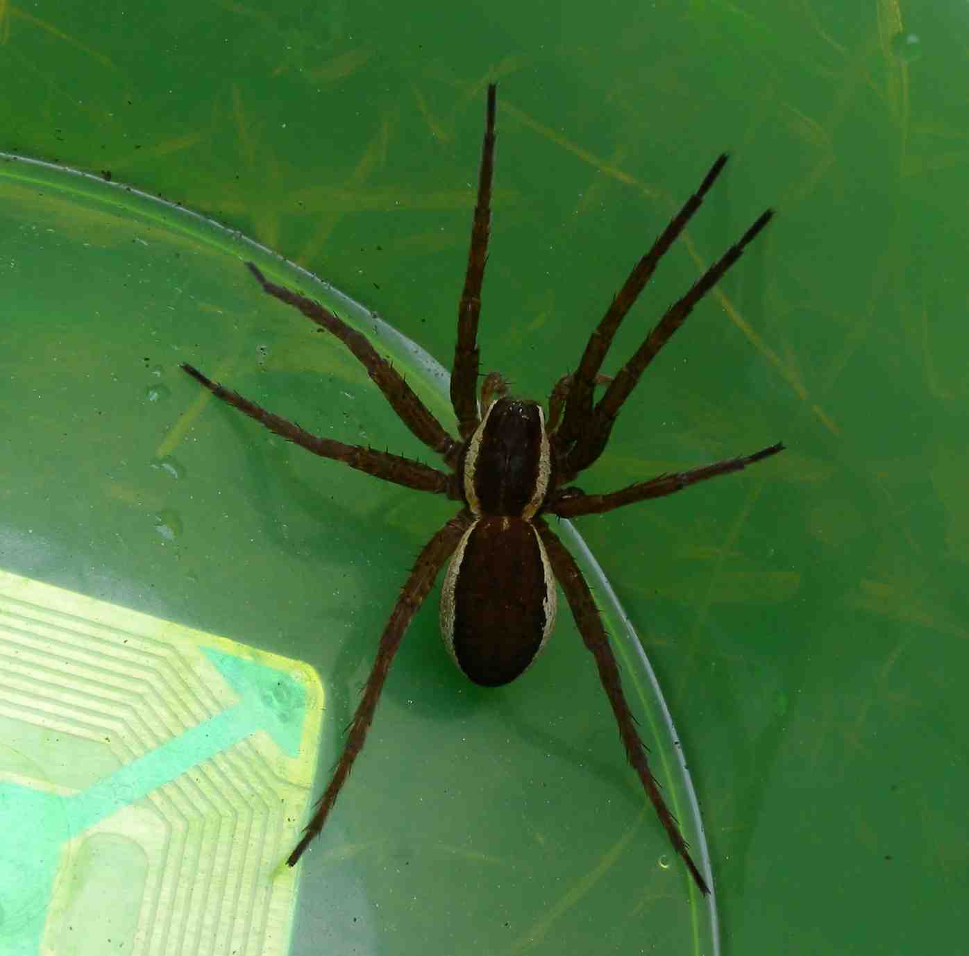 Ragno di torbiera: Dolomedes fimbriatus - Val Ganna (VA)