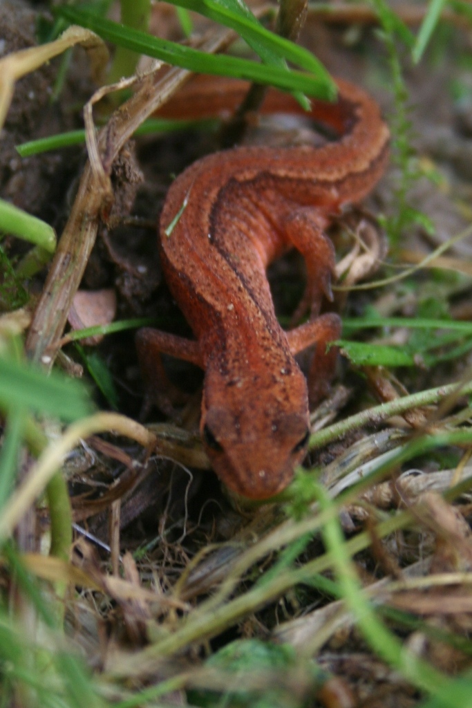 Triturus vulgaris? s, Lissotriton vulgaris