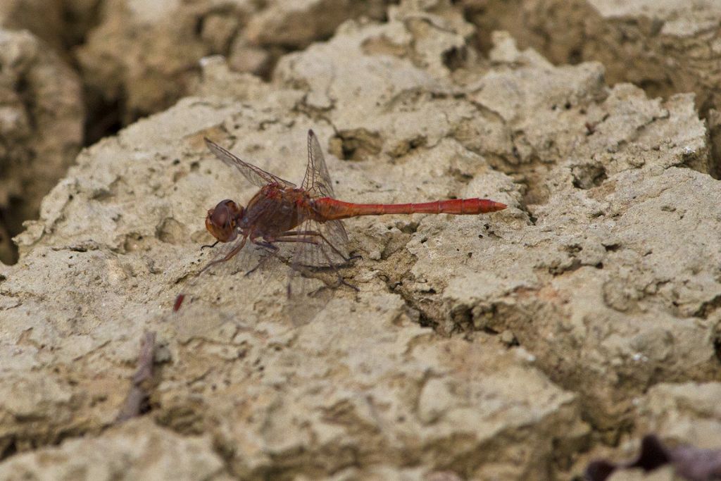 Poker di Sympetrum... anzi, scala reale !!!