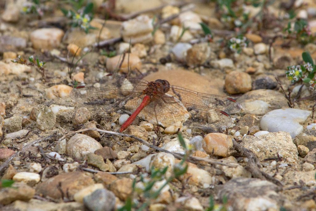 Poker di Sympetrum... anzi, scala reale !!!