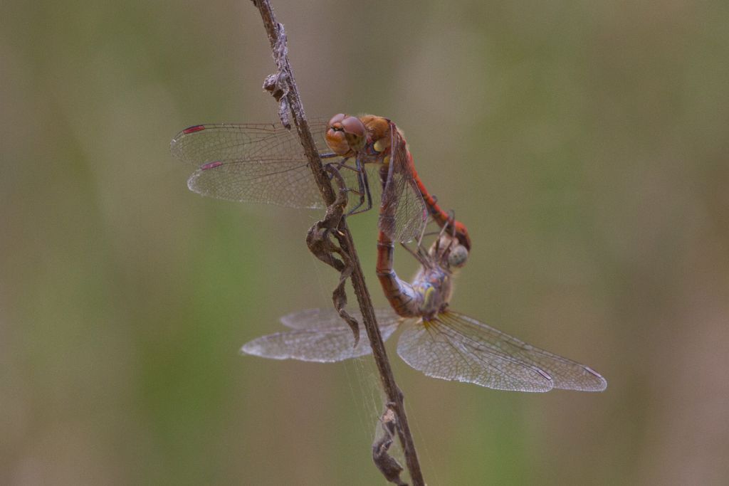 Poker di Sympetrum... anzi, scala reale !!!