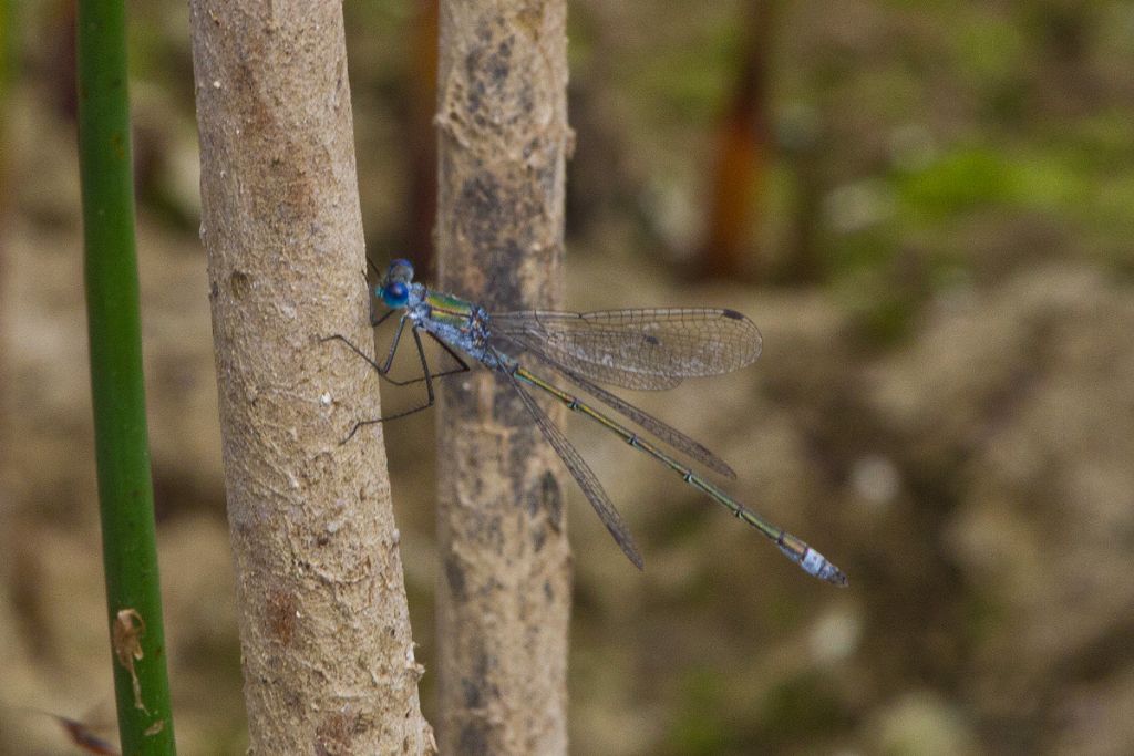 Lestes dryas? - No, Lestes sponsa