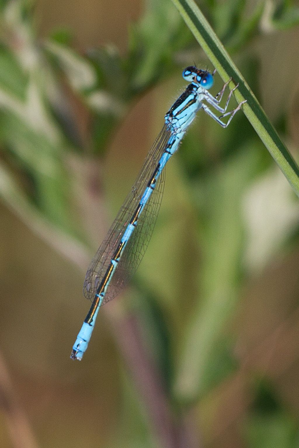 Nuova specie per il parco fluviale? Si, C. caerulescens