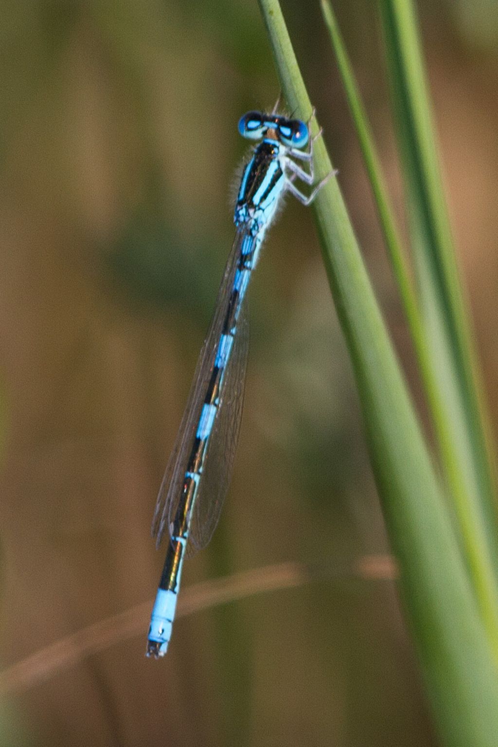 Nuova specie per il parco fluviale? Si, C. caerulescens