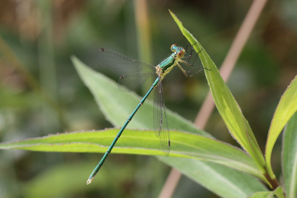 Lestes da confermare