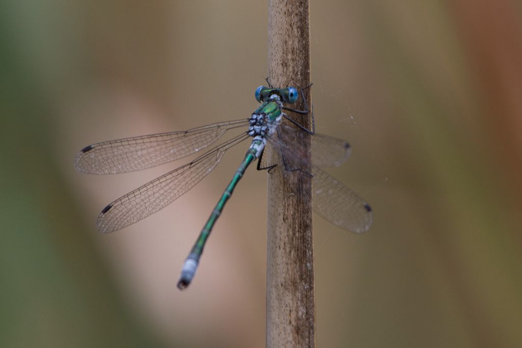 Lestes da confermare