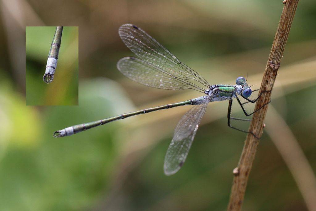 Lestes da confermare