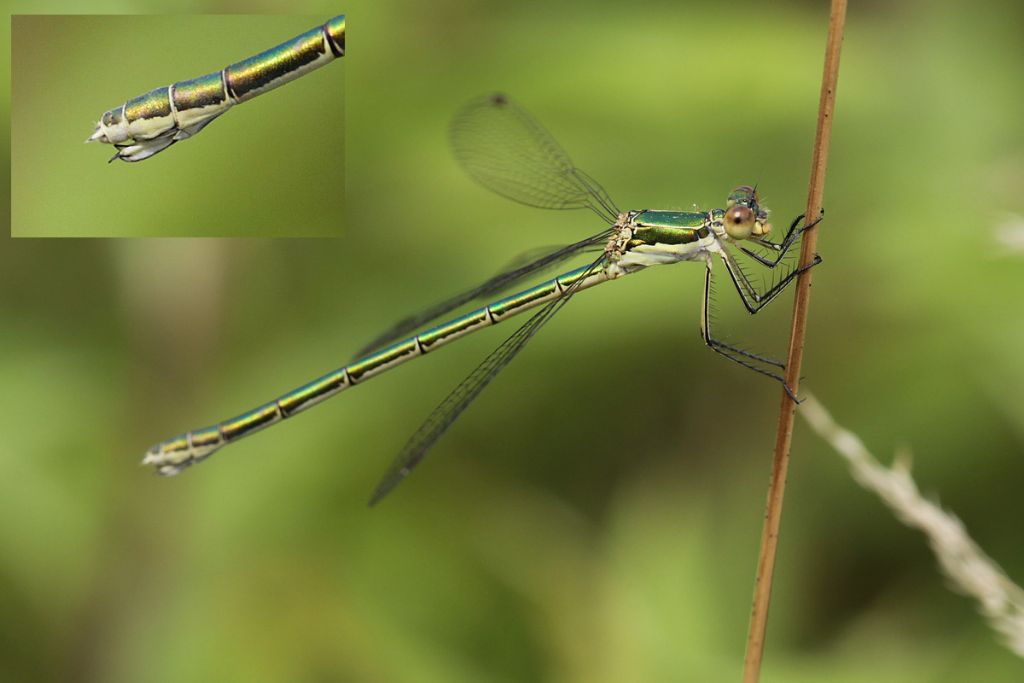 Lestes da confermare