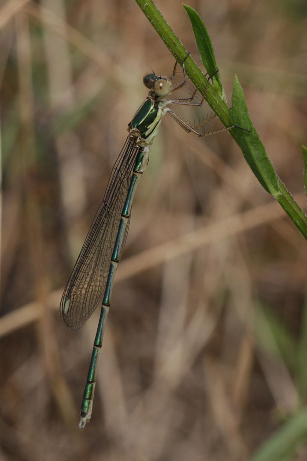 Lestes da confermare