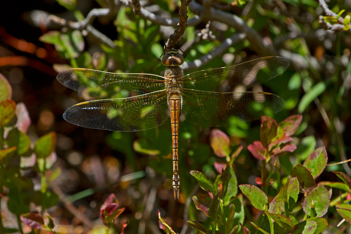 Hemianax ephippiger F