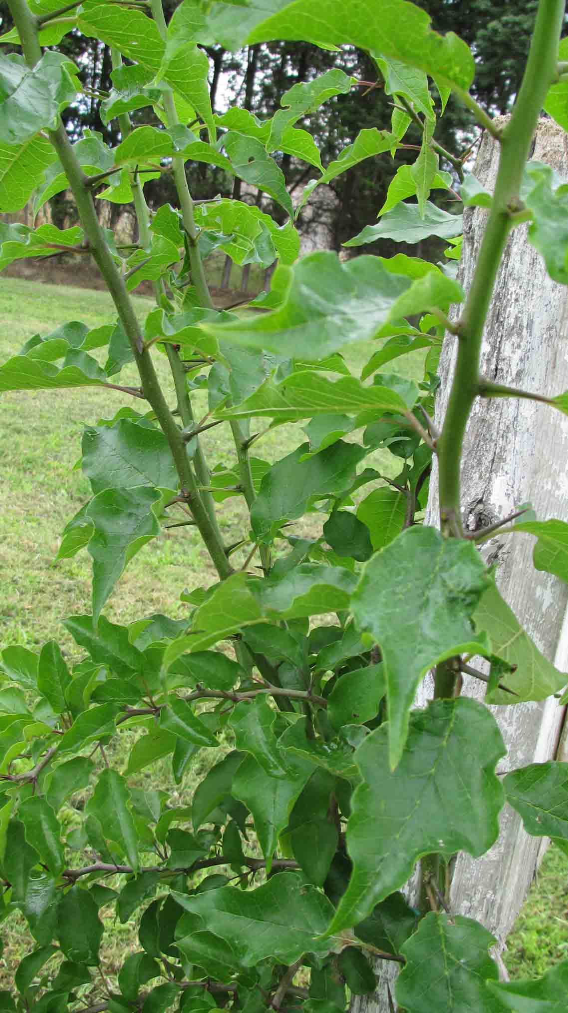 Maclura pomifera