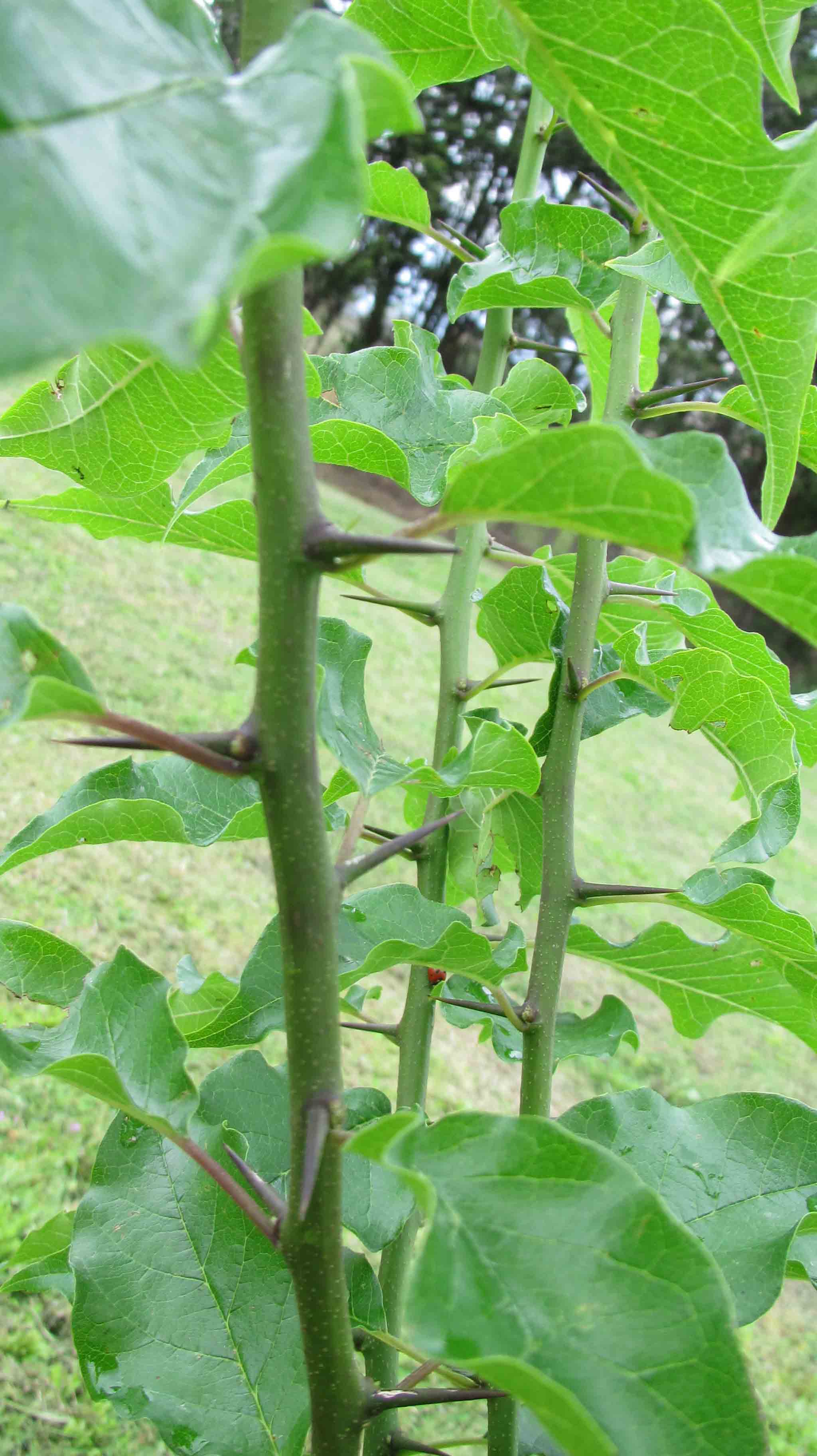 Maclura pomifera