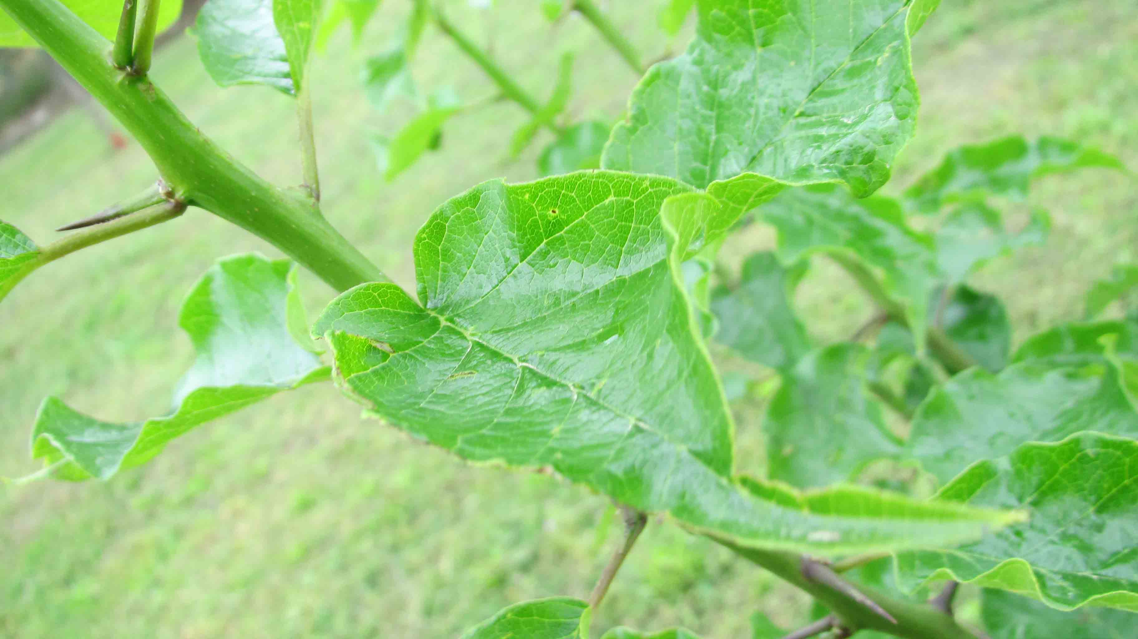 Maclura pomifera