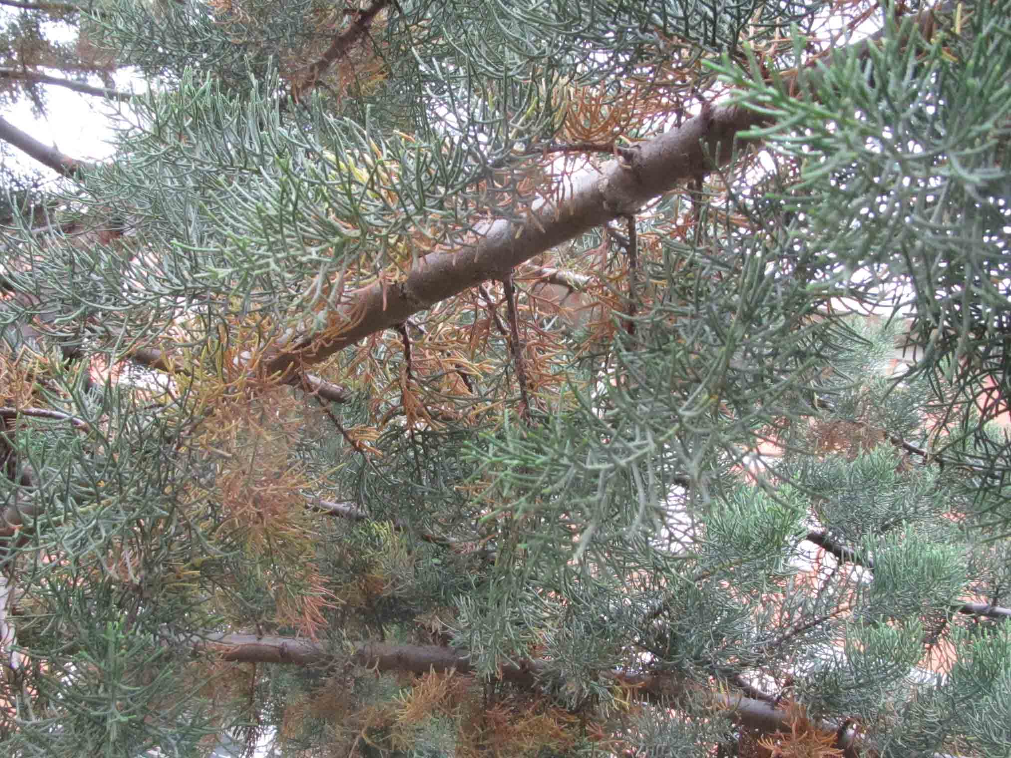 Parco dei nonni - Follonica - Albero 1