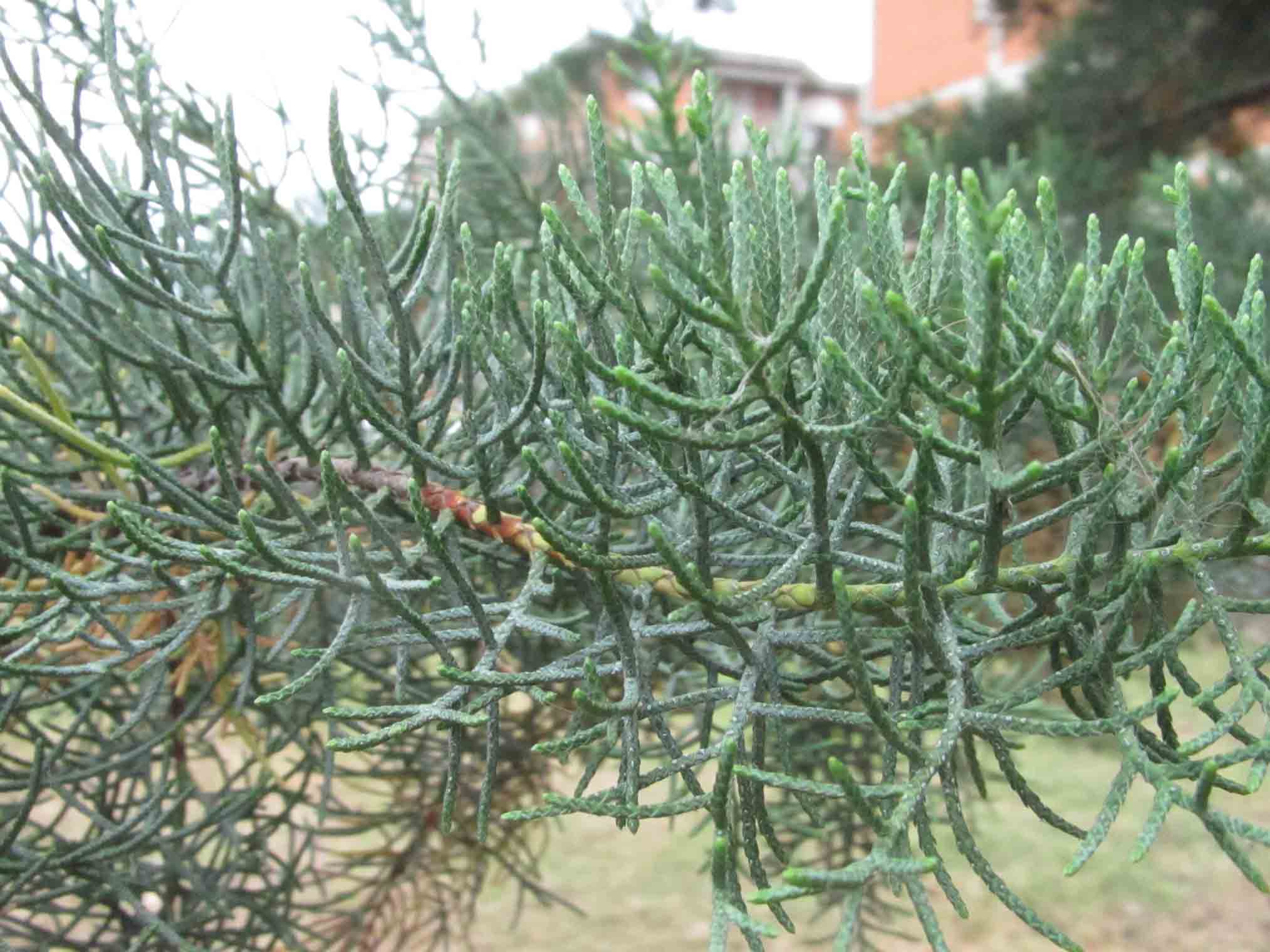 Parco dei nonni - Follonica - Albero 1