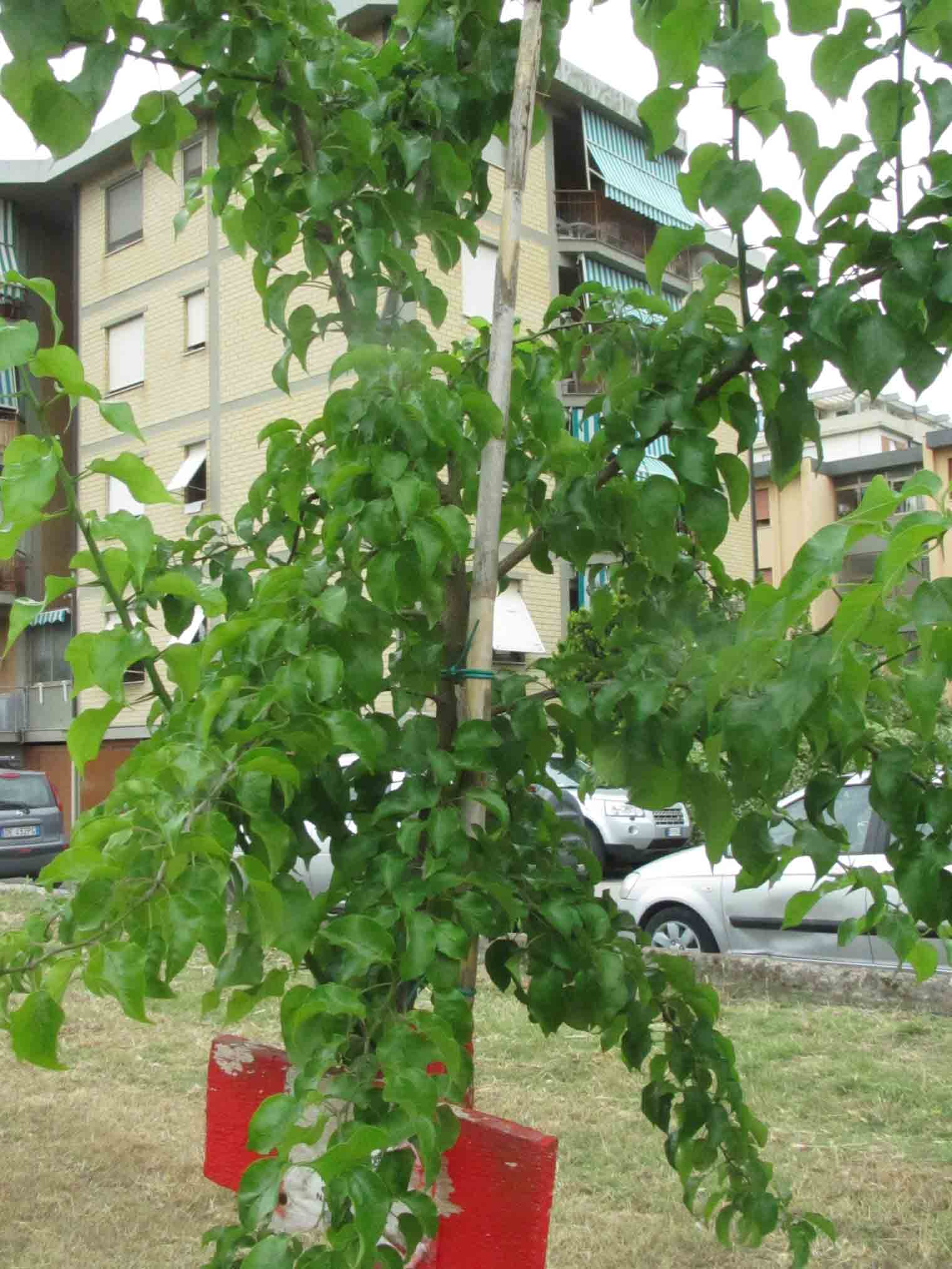 Maclura pomifera