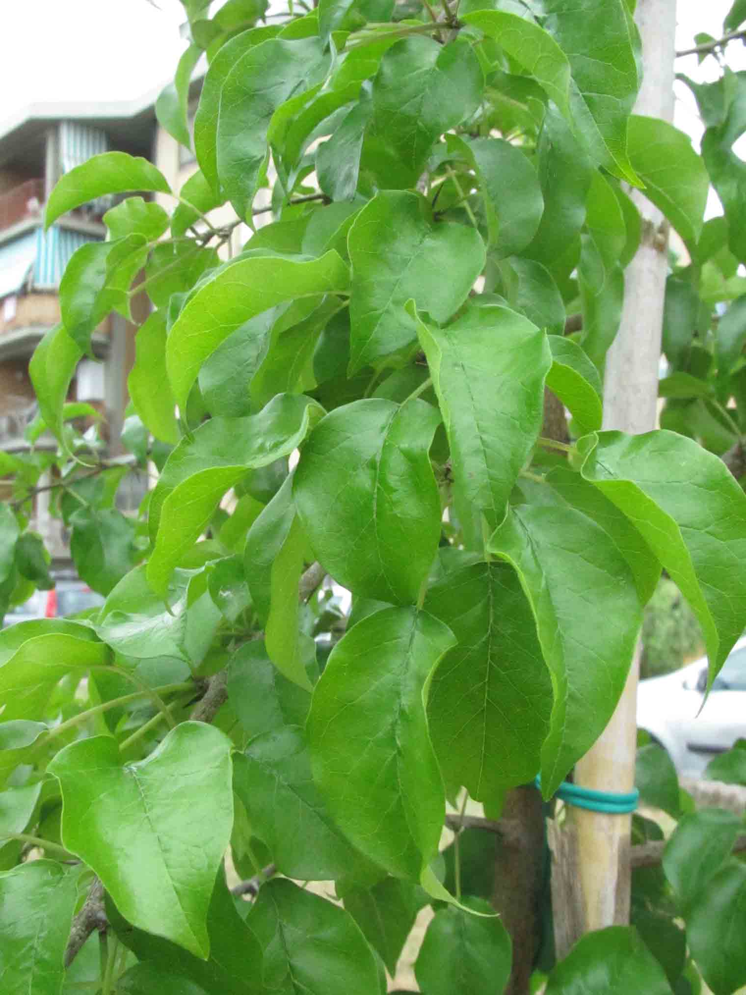 Maclura pomifera