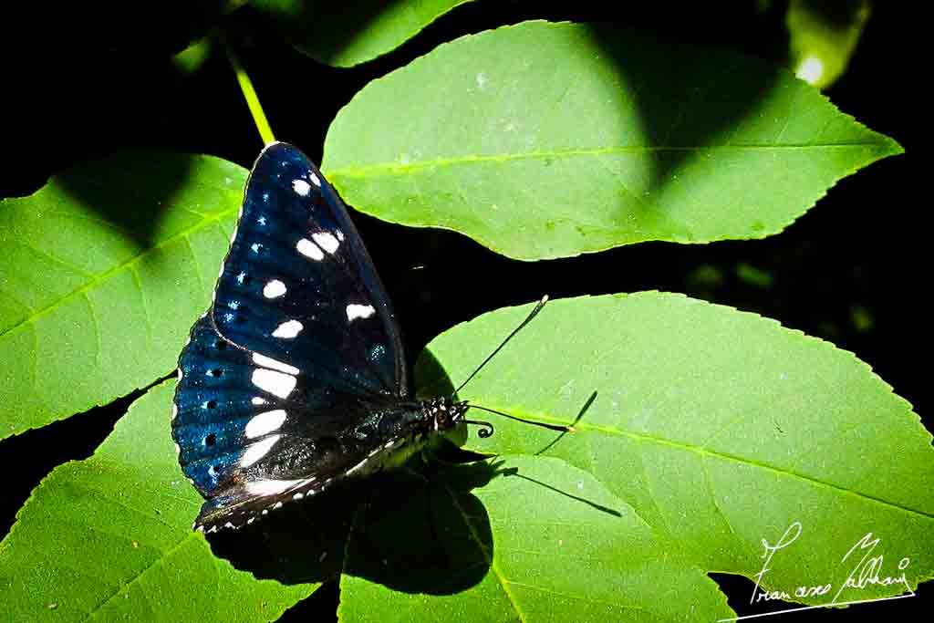 aiuto per determinazione farfalle