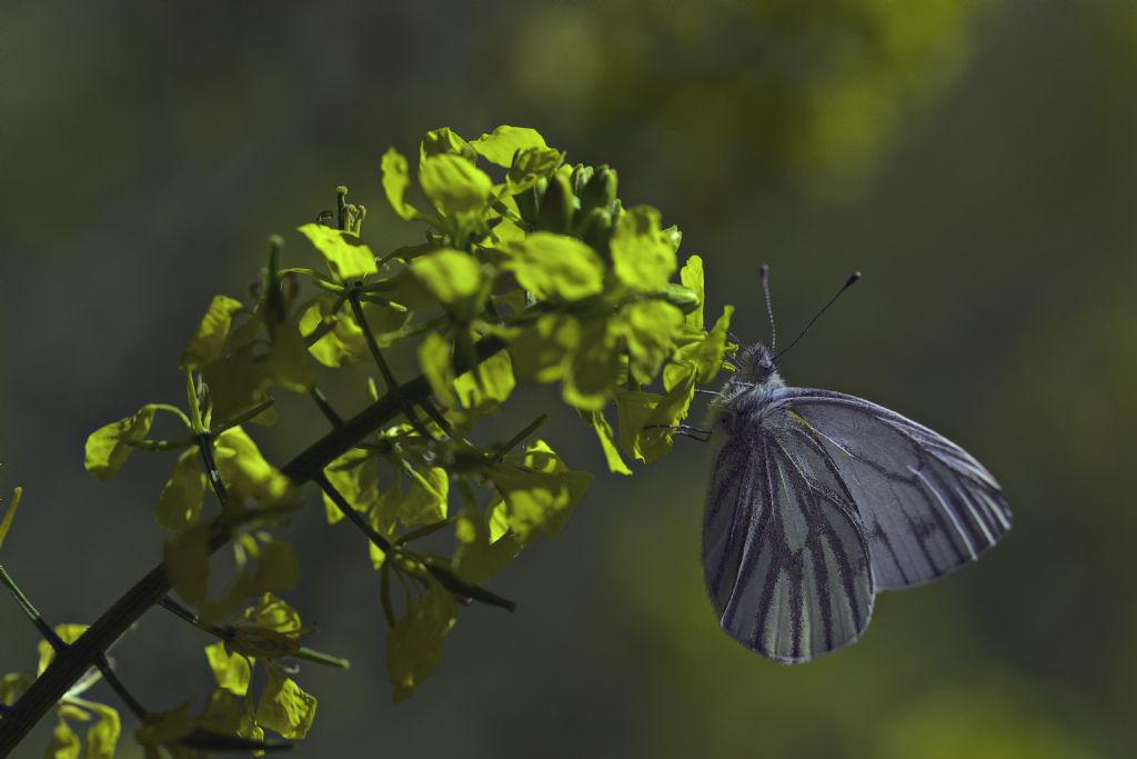 Conferma Id, Pieris napi? S