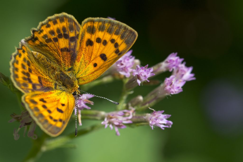 Lycaena virgaureae