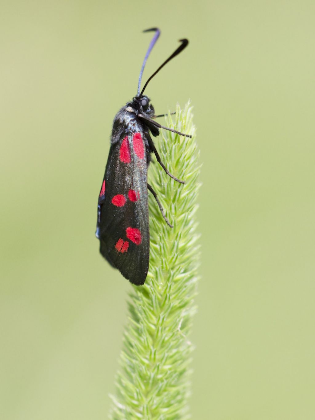 Altra Zigena da ID: Zygaena (Zygaena) filipendulae