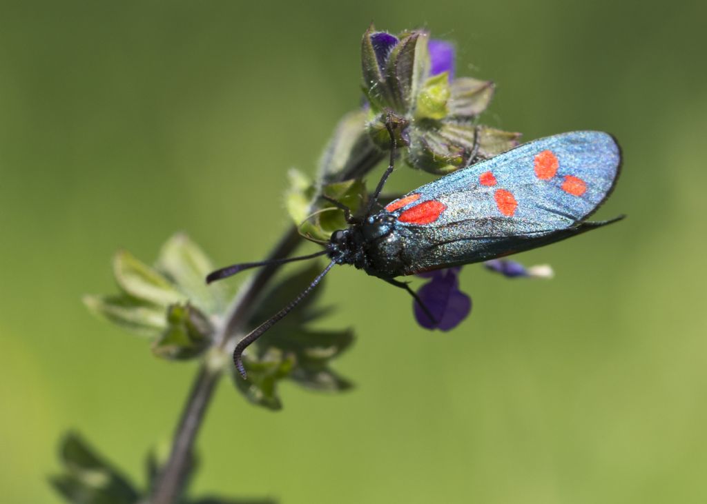 Determinazione Zygaena