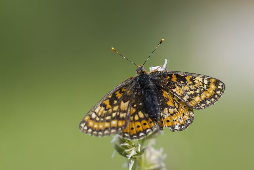 Euphydryas provincialis?  S  !