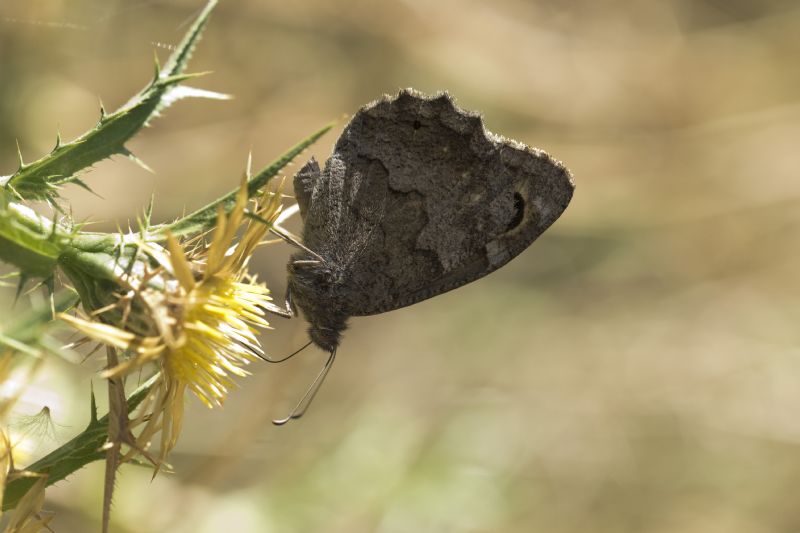 Hipparchia statilinus (Nymphalidae Satyrinae)