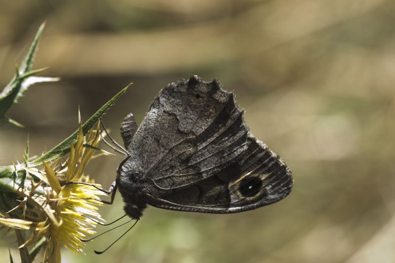 Hipparchia statilinus (Nymphalidae Satyrinae)