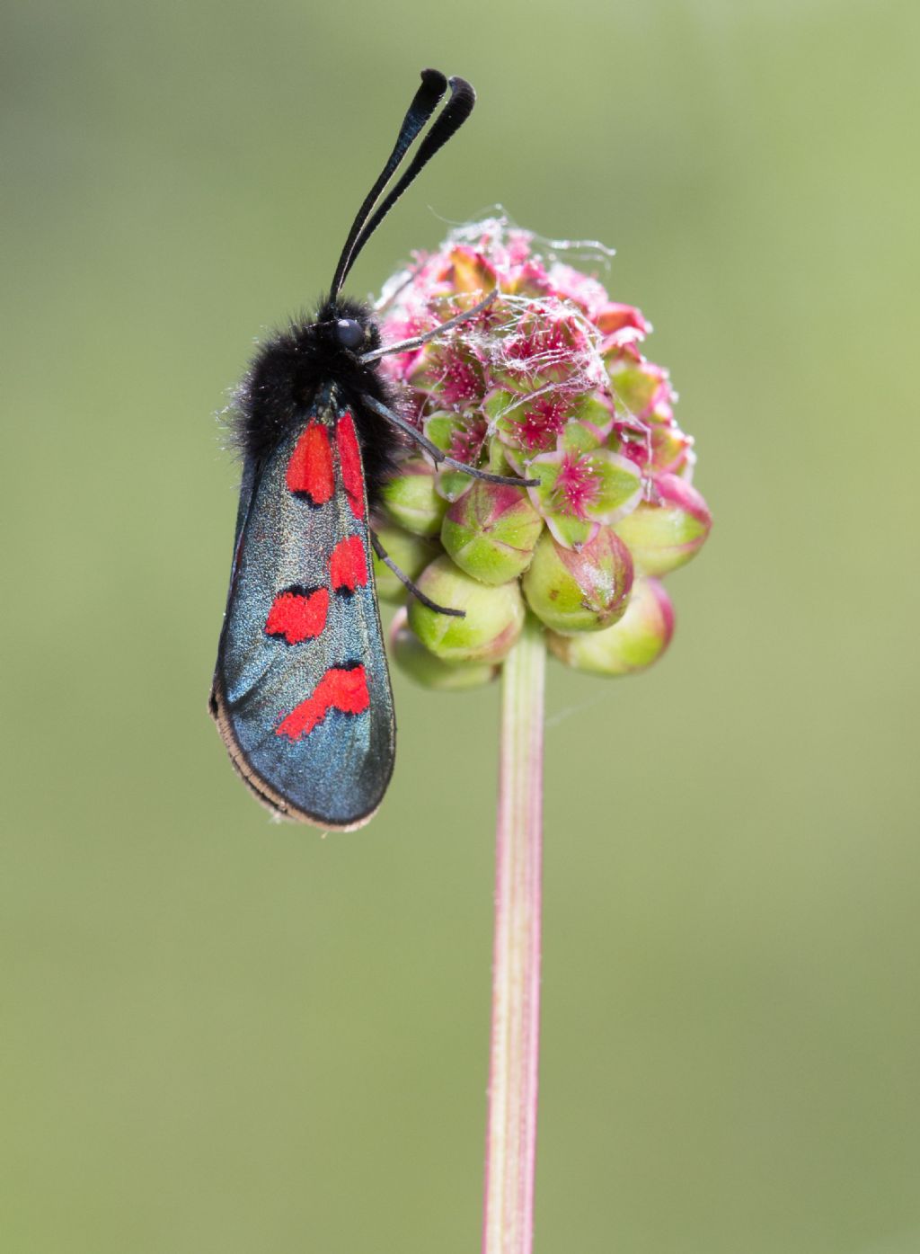 Zygaena oxytropis?  S !