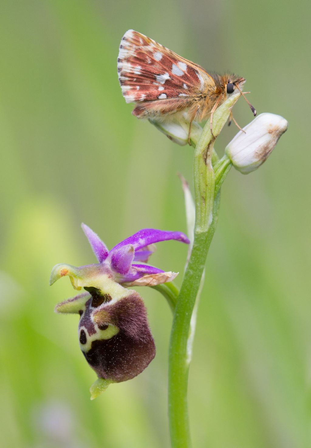 Spialia sertorius (Hesperiidae) ?   S !