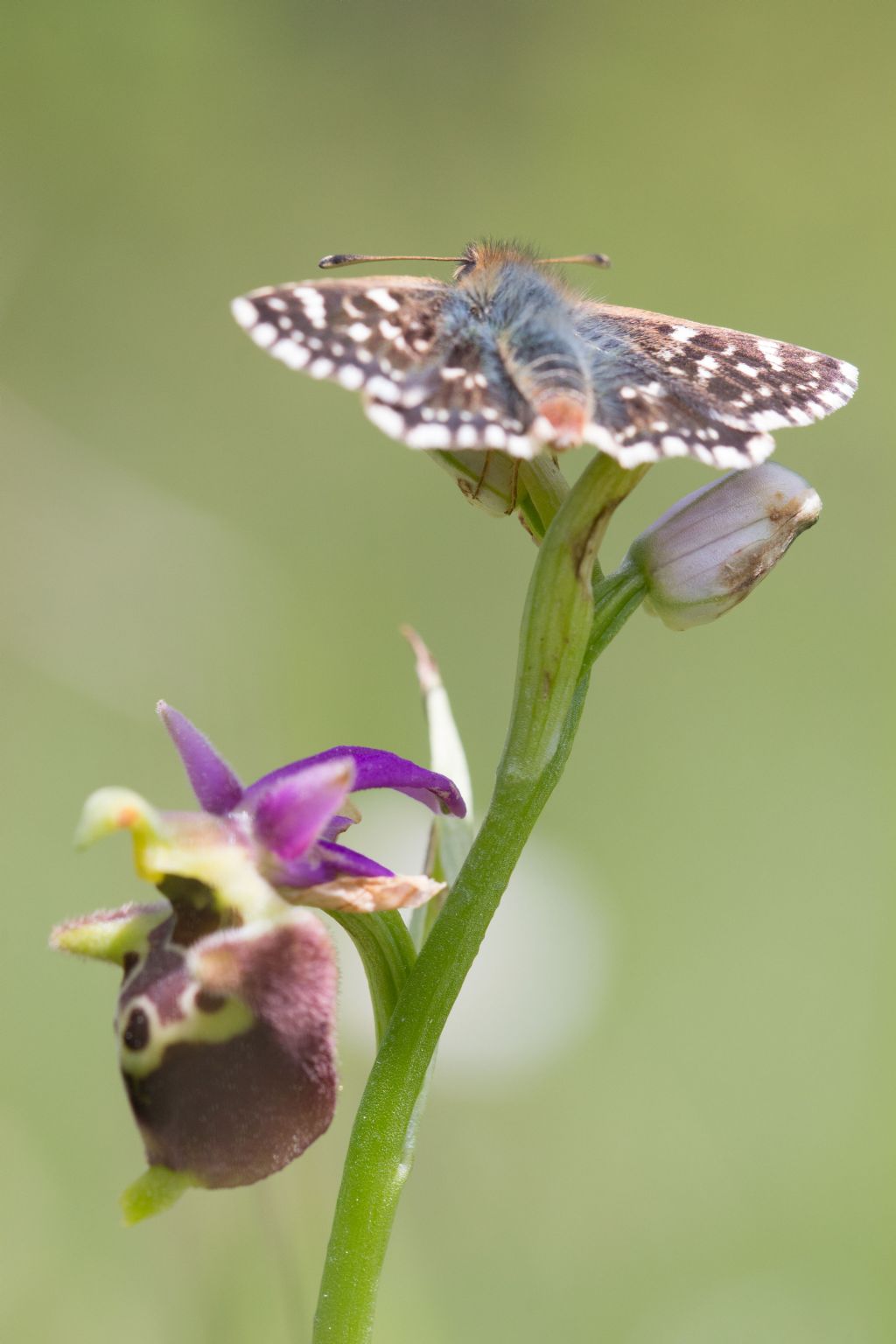 Spialia sertorius (Hesperiidae) ?   S !