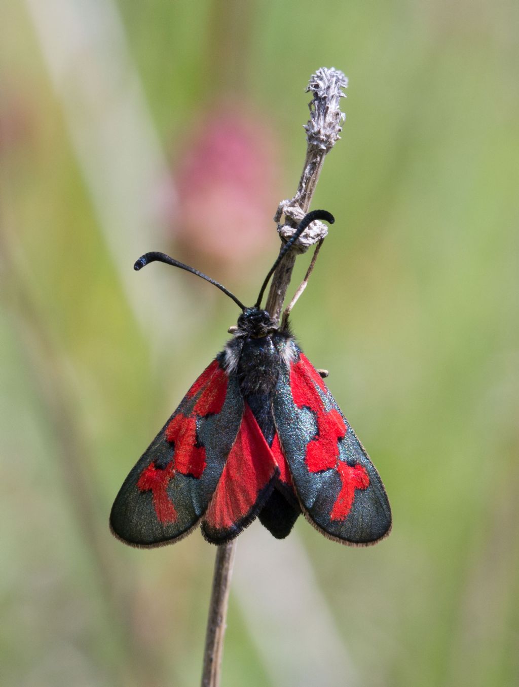 Zygaena oxytropis?  S !