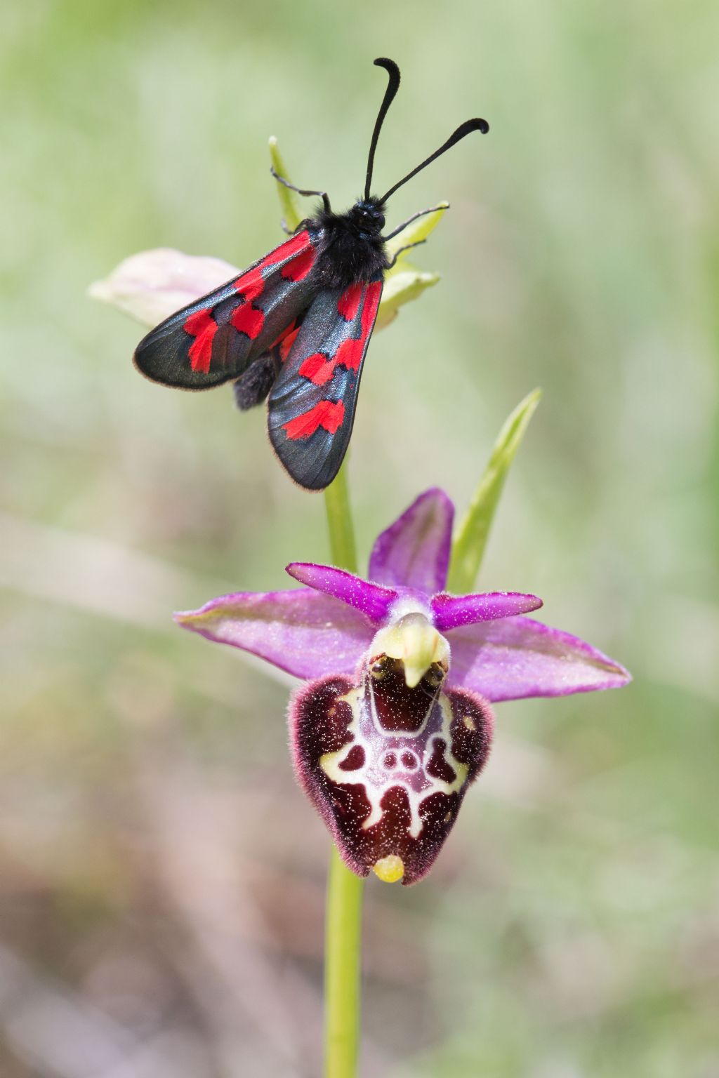 Zygaena oxytropis?  S !