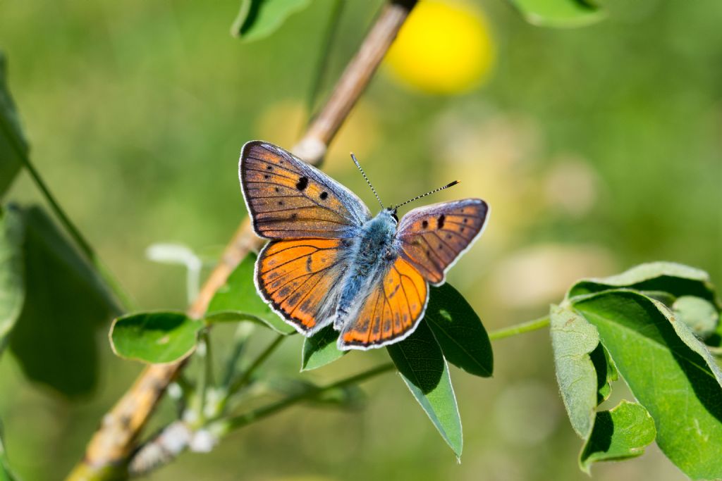 Lycaena alciphron  ♂♀