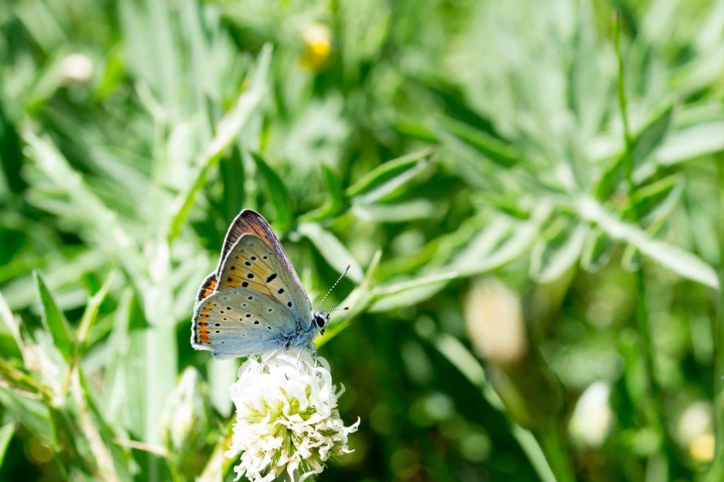 Lycaena alciphron  ♂♀