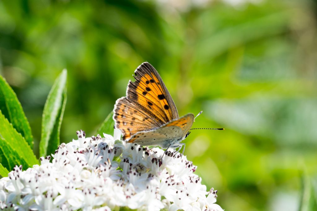 Lycaena alciphron  ♂♀