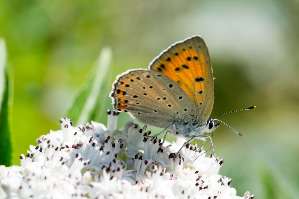 Lycaena alciphron  ♂♀