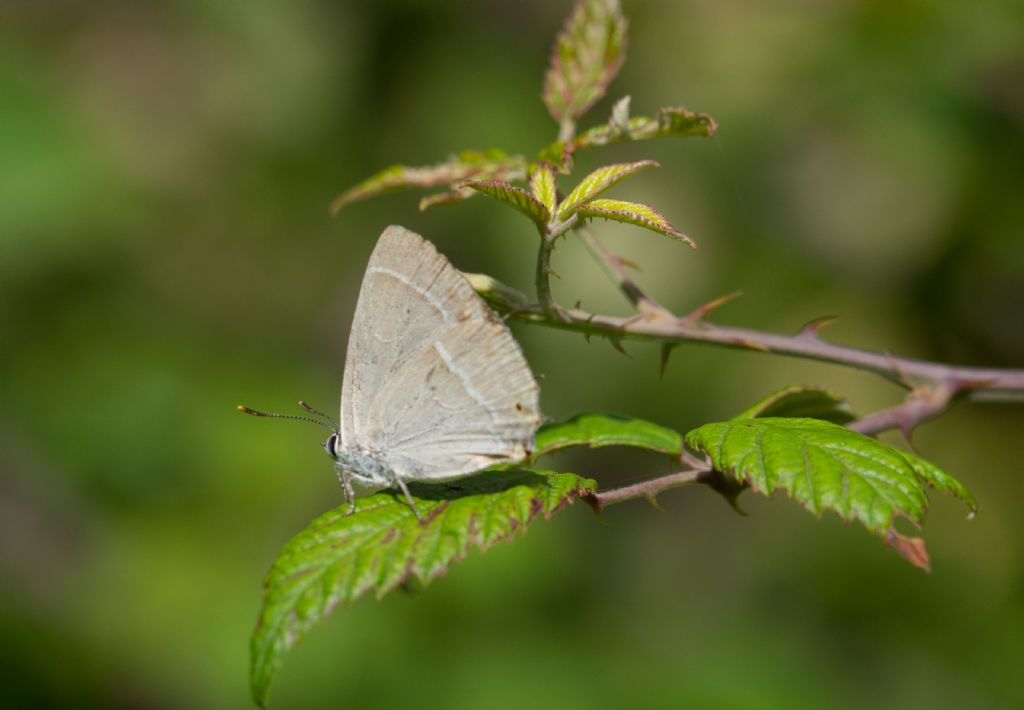 Conferma Satyrium ilicis