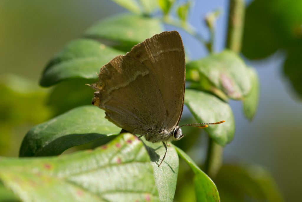 Conferma Satyrium ilicis