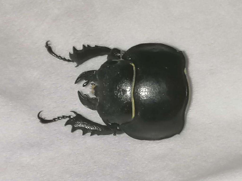 Lucanus cfr. tetraodon, femmina