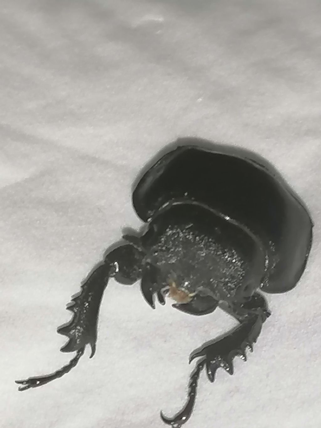 Lucanus cfr. tetraodon, femmina