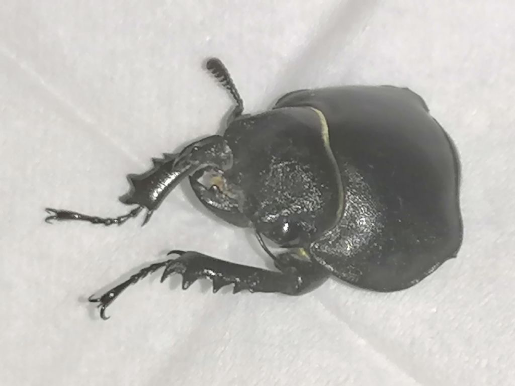 Lucanus cfr. tetraodon, femmina