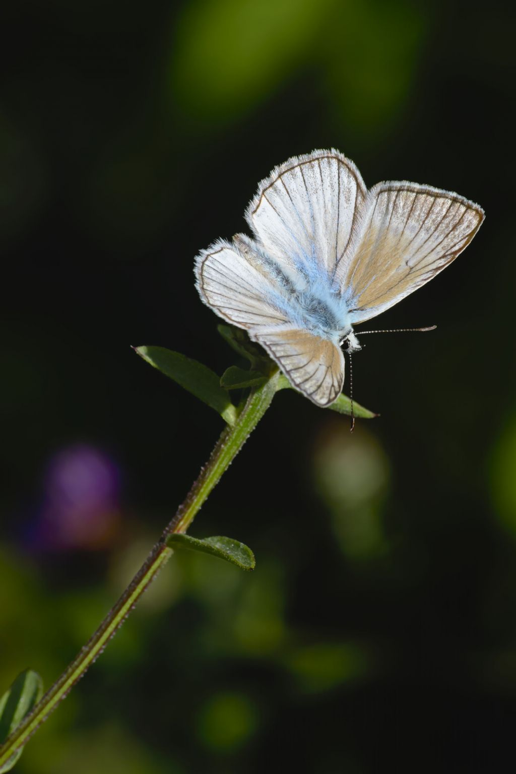 Polyommatus virgilius?   S