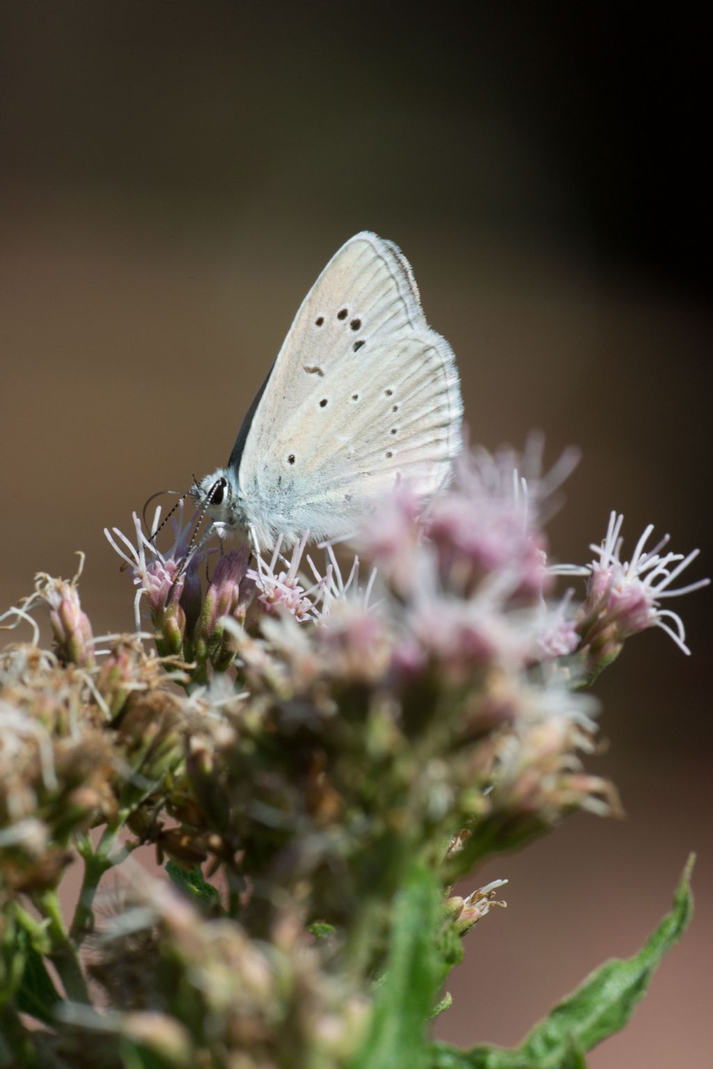 Polyommatus virgilius?   S