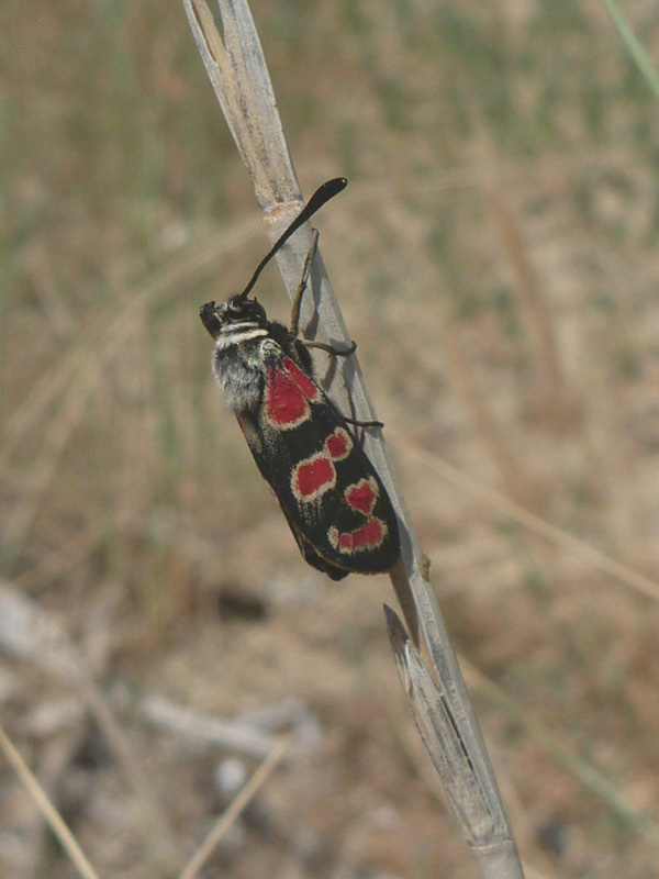 Conferma id - Zygaena (Agrumenia) carniolica