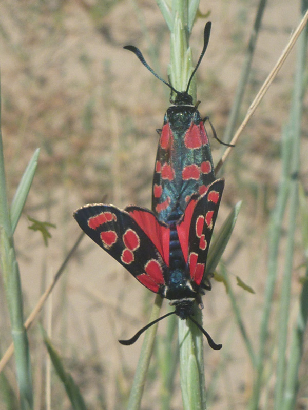 Conferma id - Zygaena (Agrumenia) carniolica